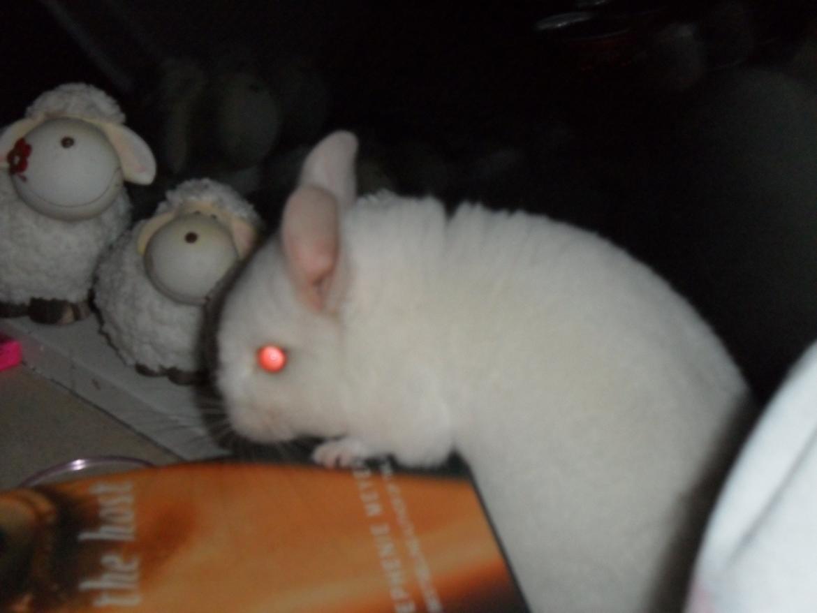 Chinchilla Novas Albert billede 13
