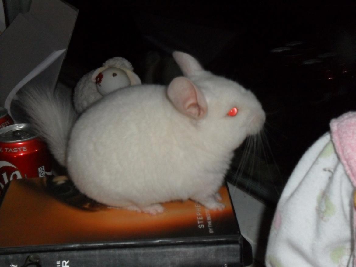 Chinchilla Novas Albert billede 14