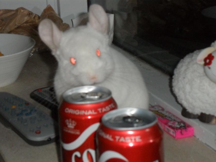 Chinchilla Novas Albert billede 15