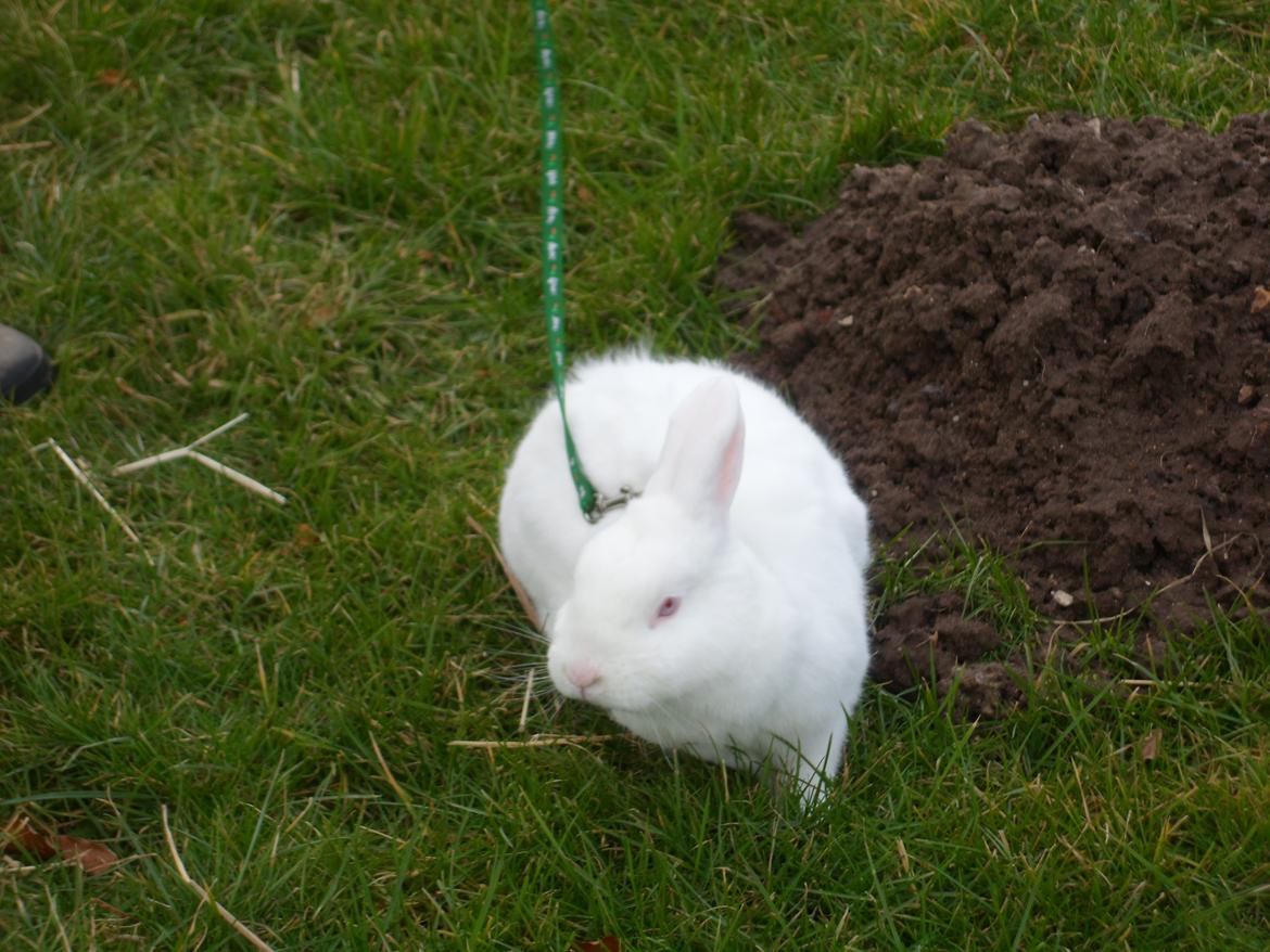 Kanin Gnaske (Nalleboy) <3 billede 6