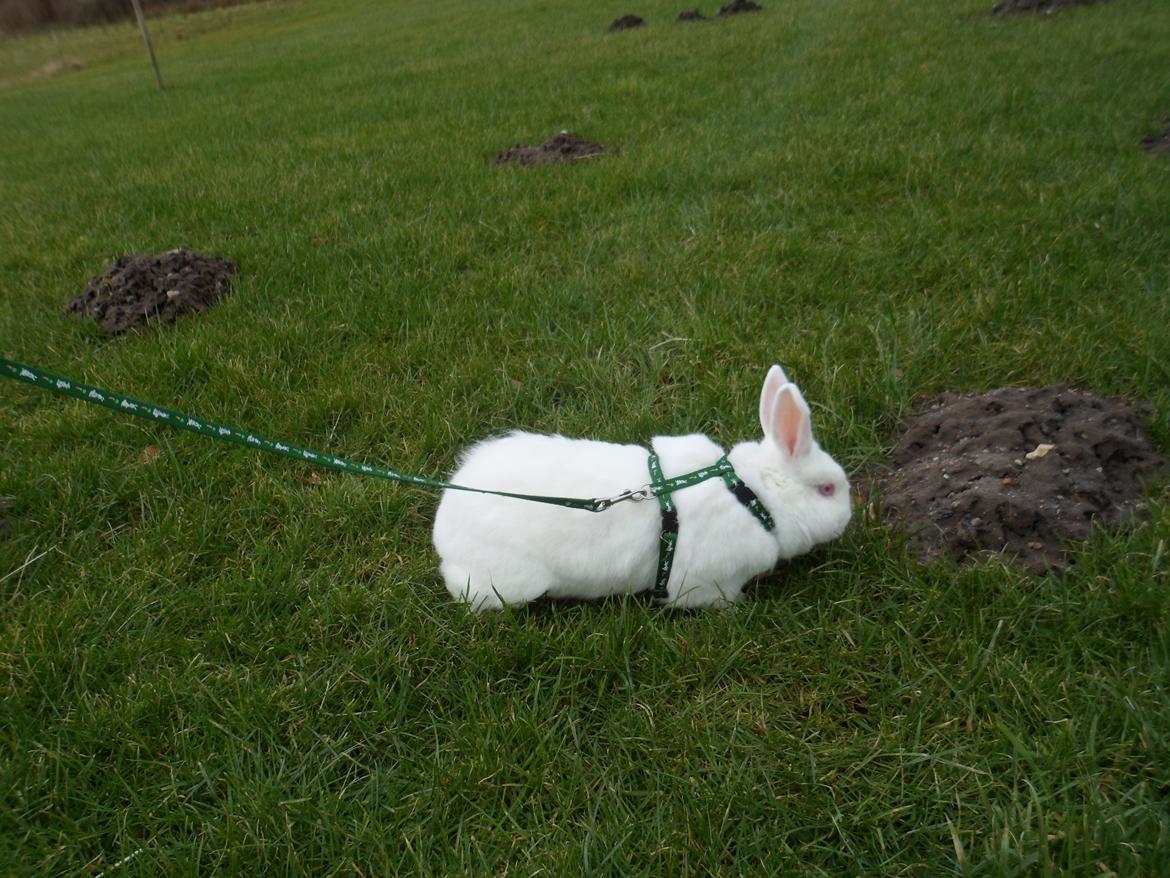 Kanin Gnaske (Nalleboy) <3 billede 7