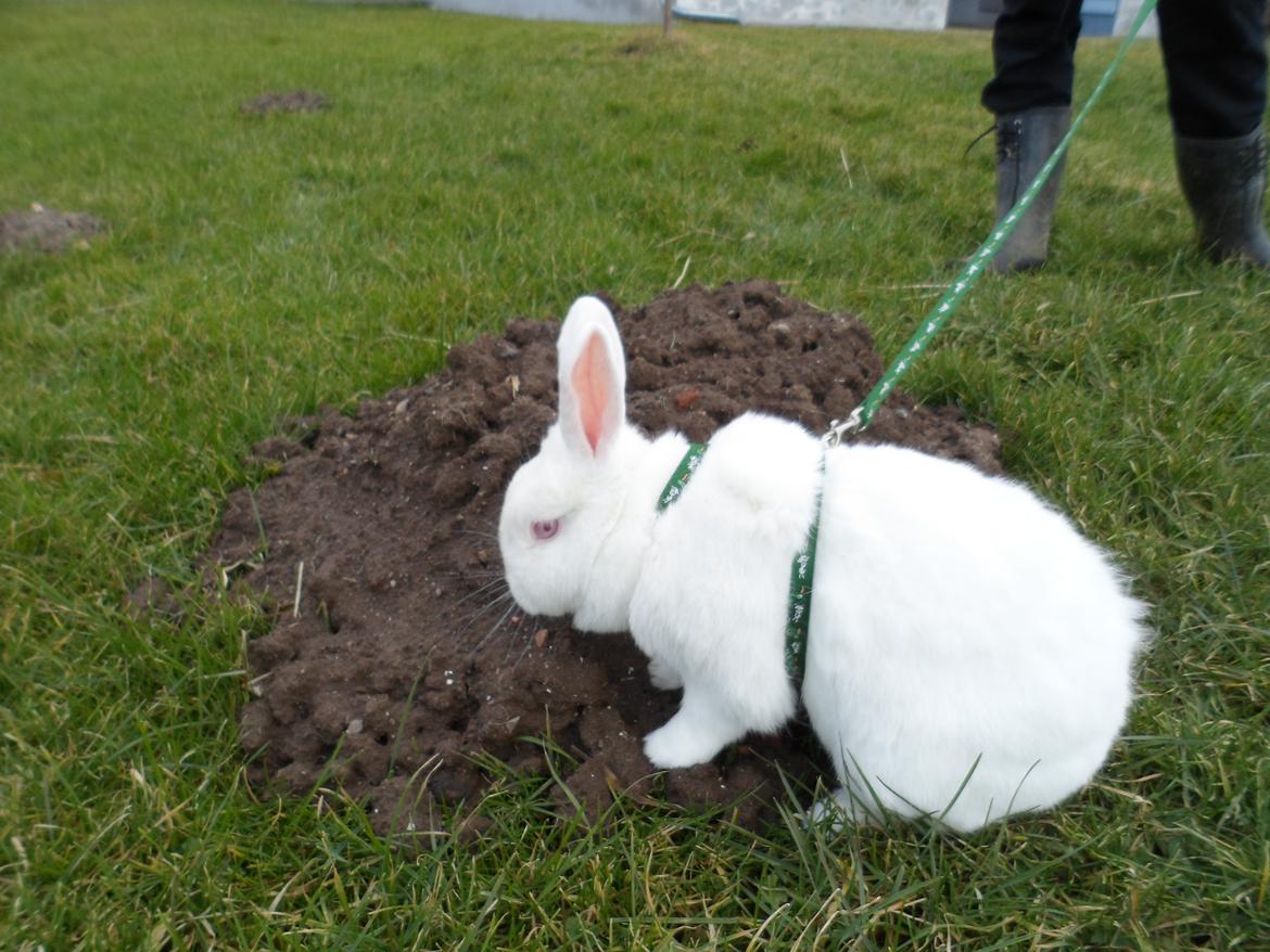 Kanin Gnaske (Nalleboy) <3 billede 8