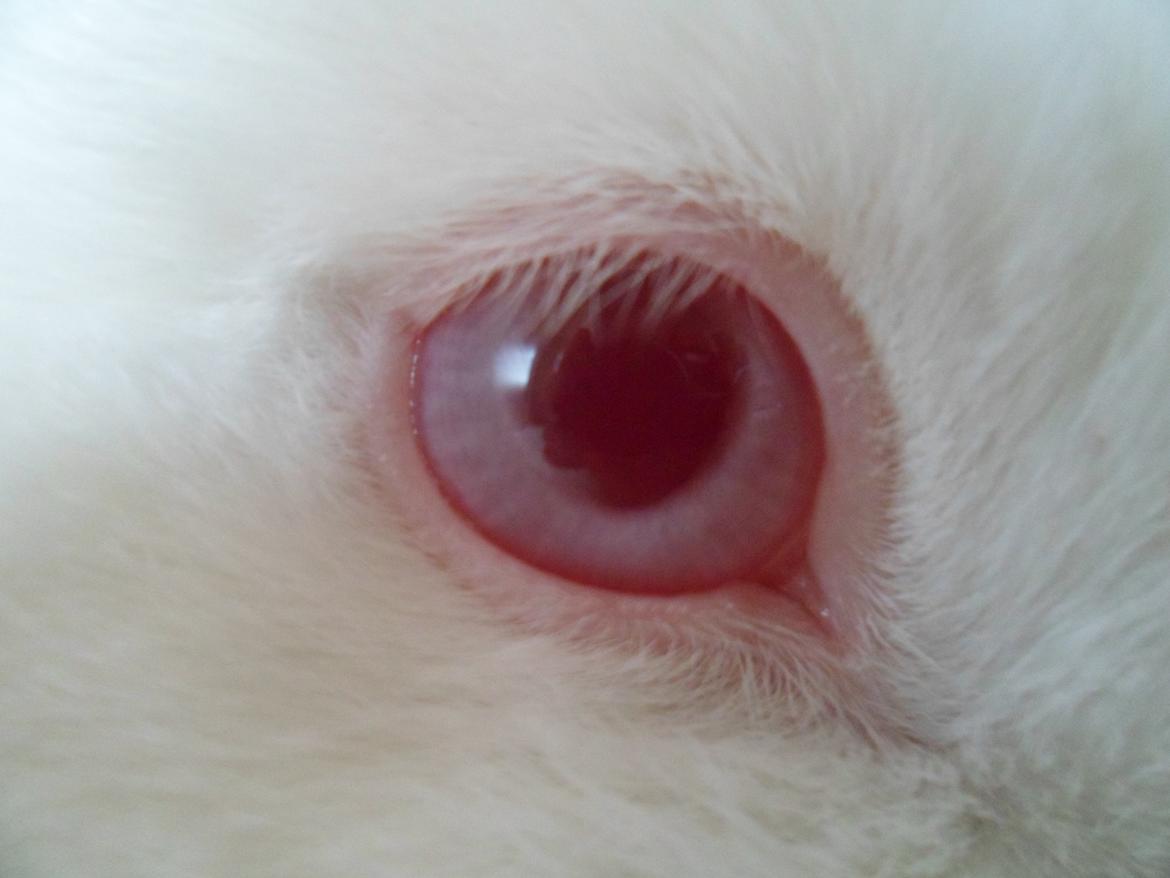 Kanin Gnaske (Nalleboy) <3 - Min Nalleboy <3 billede 9