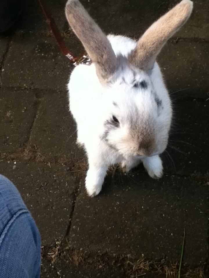 Kanin Hr. Hvid [En jeg passer og træner] - Lille Hr. Hvid :) billede 1