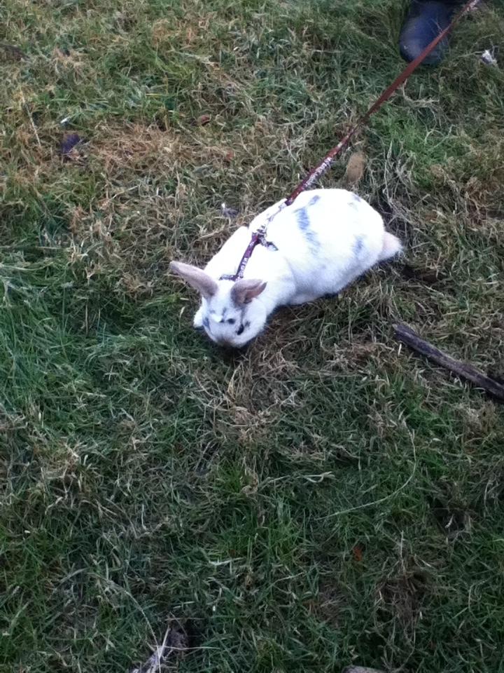 Kanin Hr. Hvid [En jeg passer og træner] - Hr. Hvid der graver :b billede 2