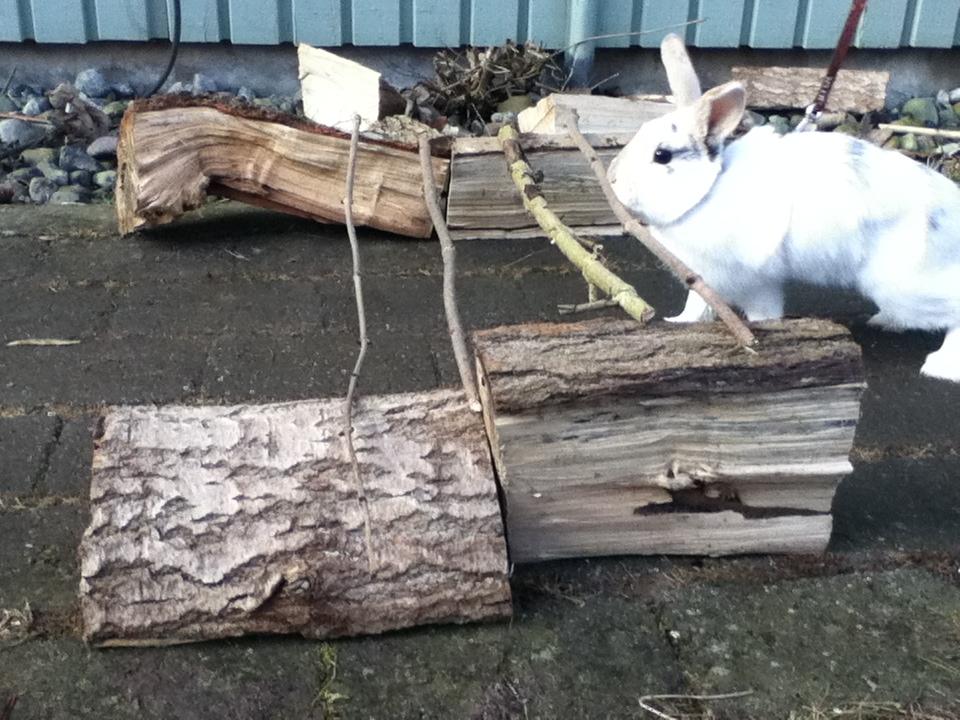 Kanin Hr. Hvid [En jeg passer og træner] - Hr. Hvíd der skal lige til at springe :p billede 3