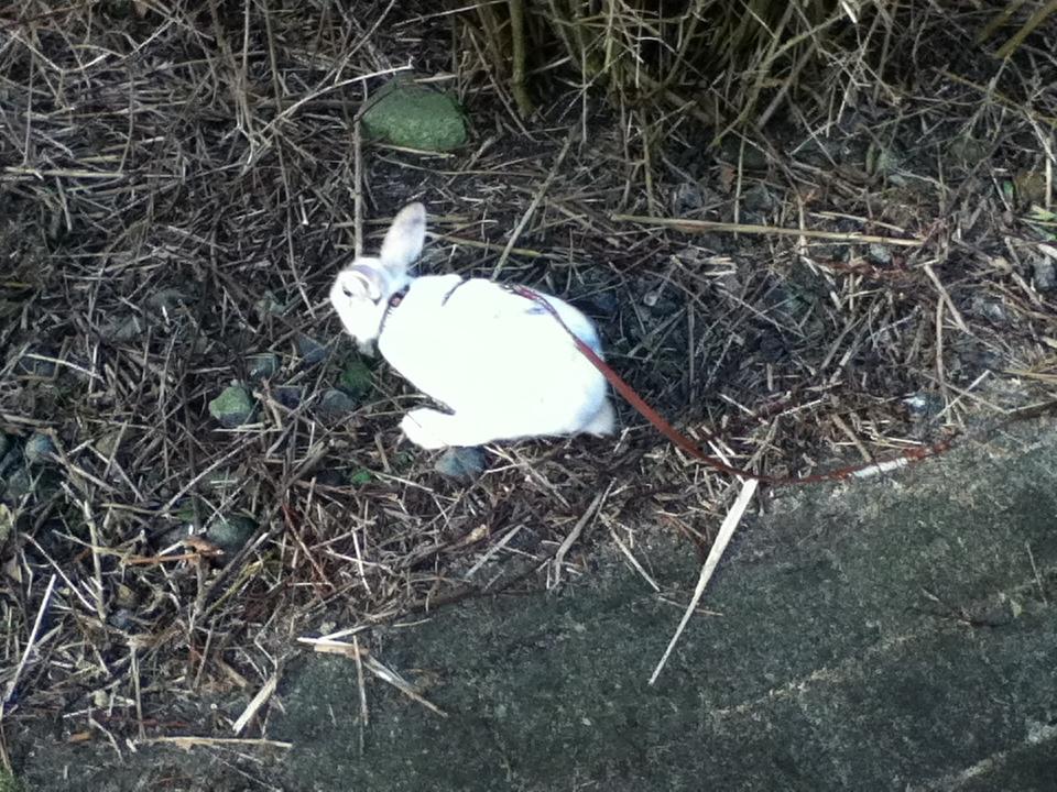 Kanin Hr. Hvid [En jeg passer og træner] - Yiiirha! :D billede 4