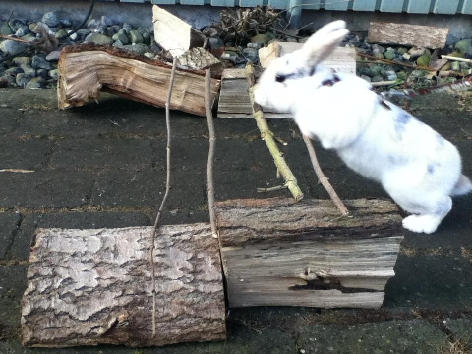 Kanin Hr. Hvid [En jeg passer og træner] - Hop Hr. Hvid! :p billede 5