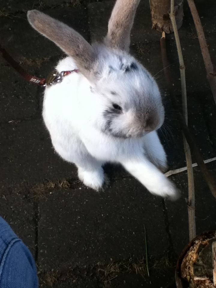 Kanin Hr. Hvid [En jeg passer og træner] - Vi skal lige vaske os lidt, det kunne jo være der kom en lækker lille kaninpige på besøg! :p
 billede 6