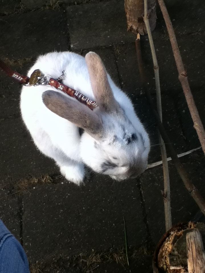 Kanin Hr. Hvid [En jeg passer og træner] - Vaske vaske :p billede 7