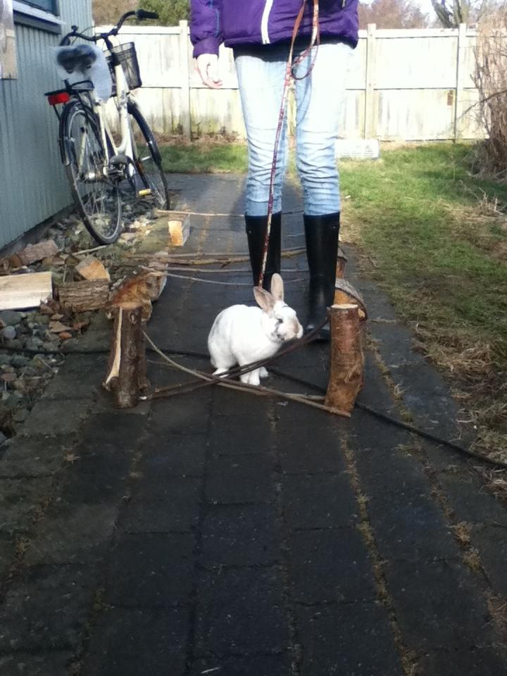 Kanin Hr. Hvid [En jeg passer og træner] - Ups, jeg kom vist til at vælte sprnget... :p billede 9