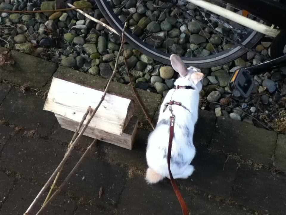 Kanin Hr. Hvid [En jeg passer og træner] - jeg gider alså ikke springe over det der.. Jeg vil hellere snusse til det der cykelhjul :D billede 10