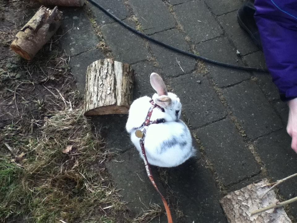 Kanin Hr. Hvid [En jeg passer og træner] - Vaske vaske igen... :i billede 8