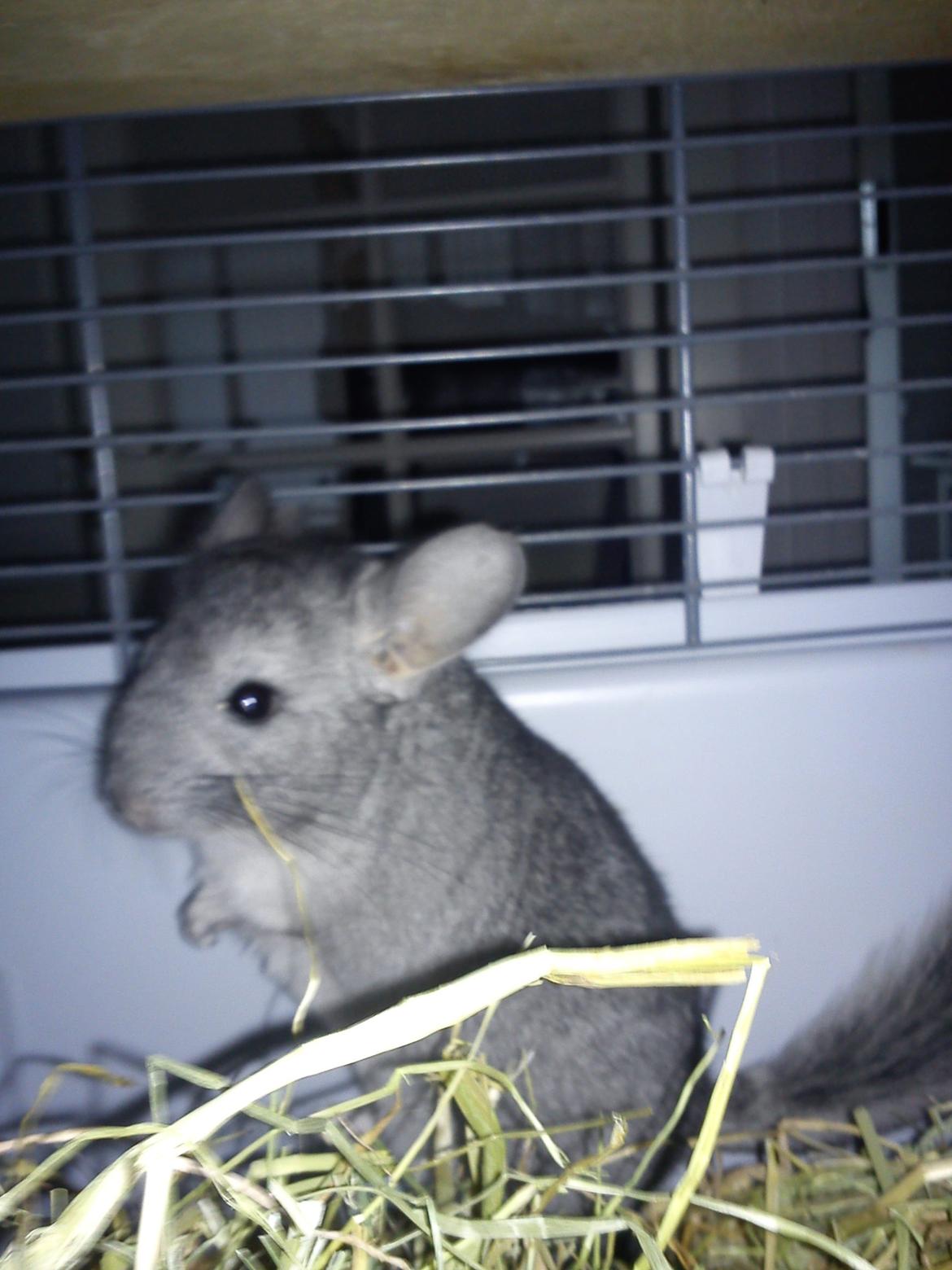 Chinchilla Rex billede 1