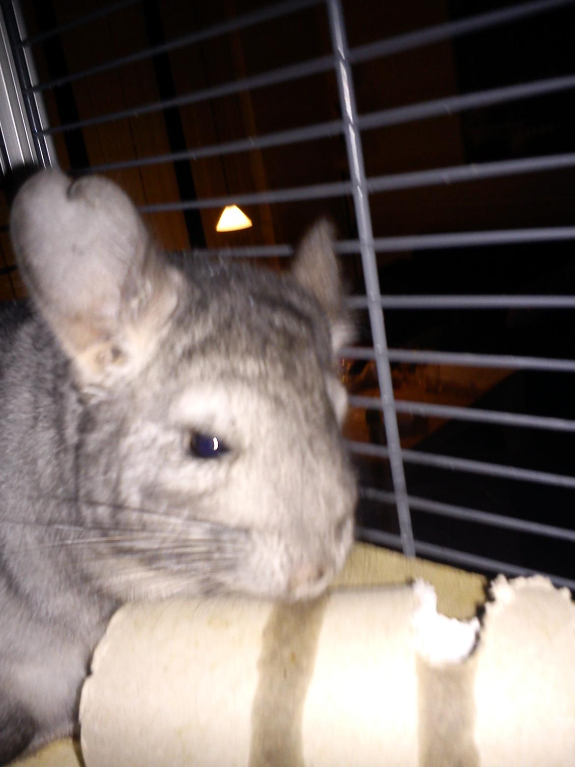 Chinchilla Rex billede 2