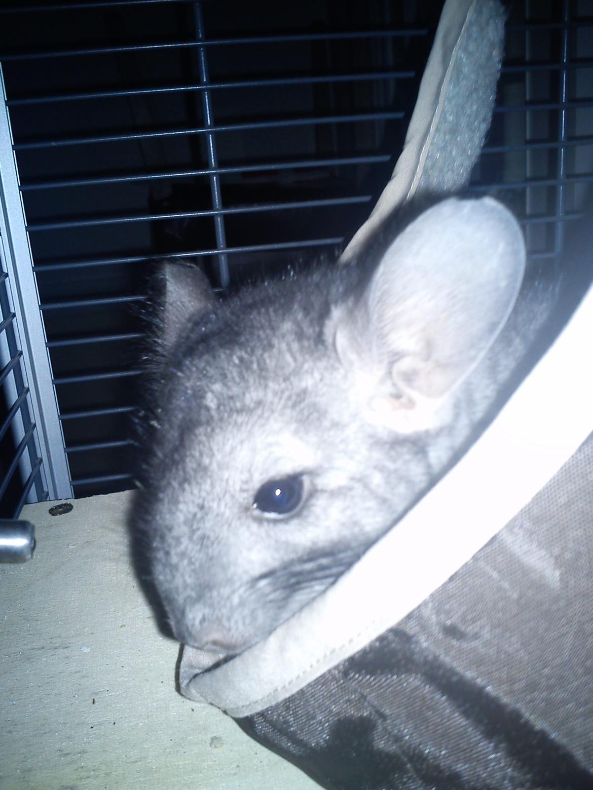 Chinchilla Rex billede 3