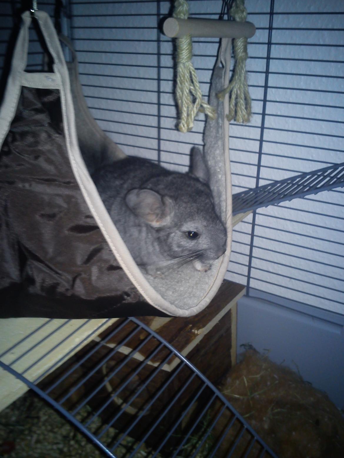 Chinchilla Rex billede 4