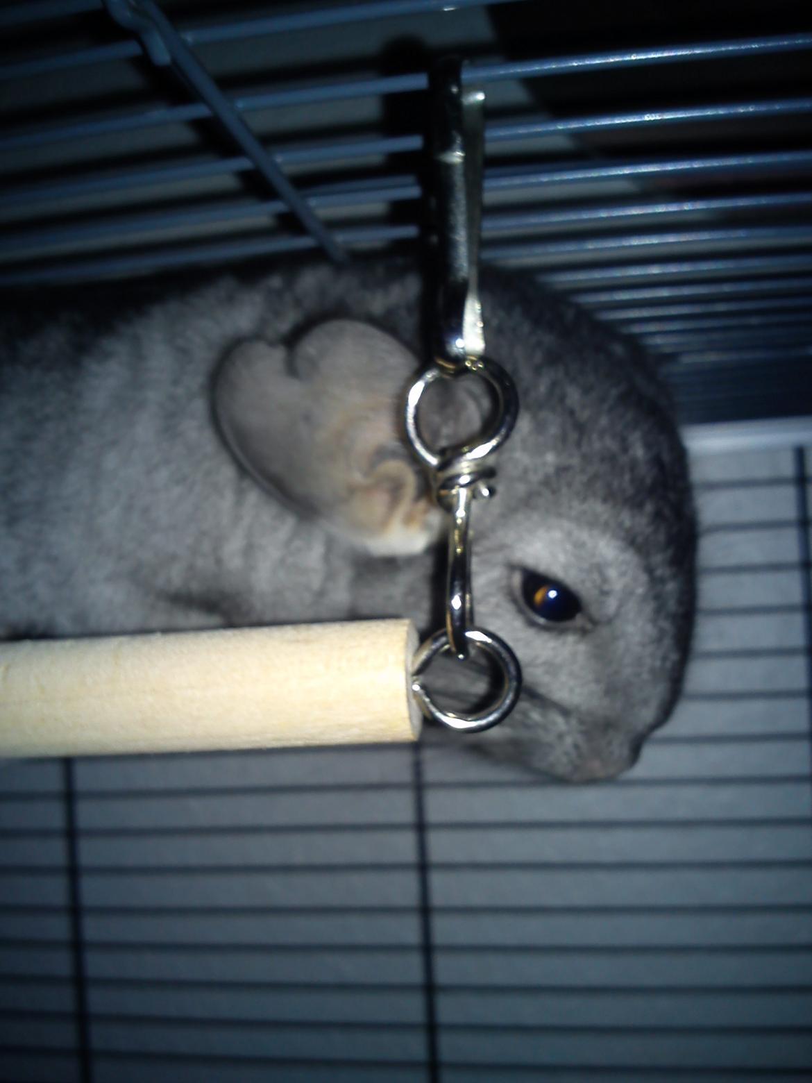 Chinchilla Rex billede 5