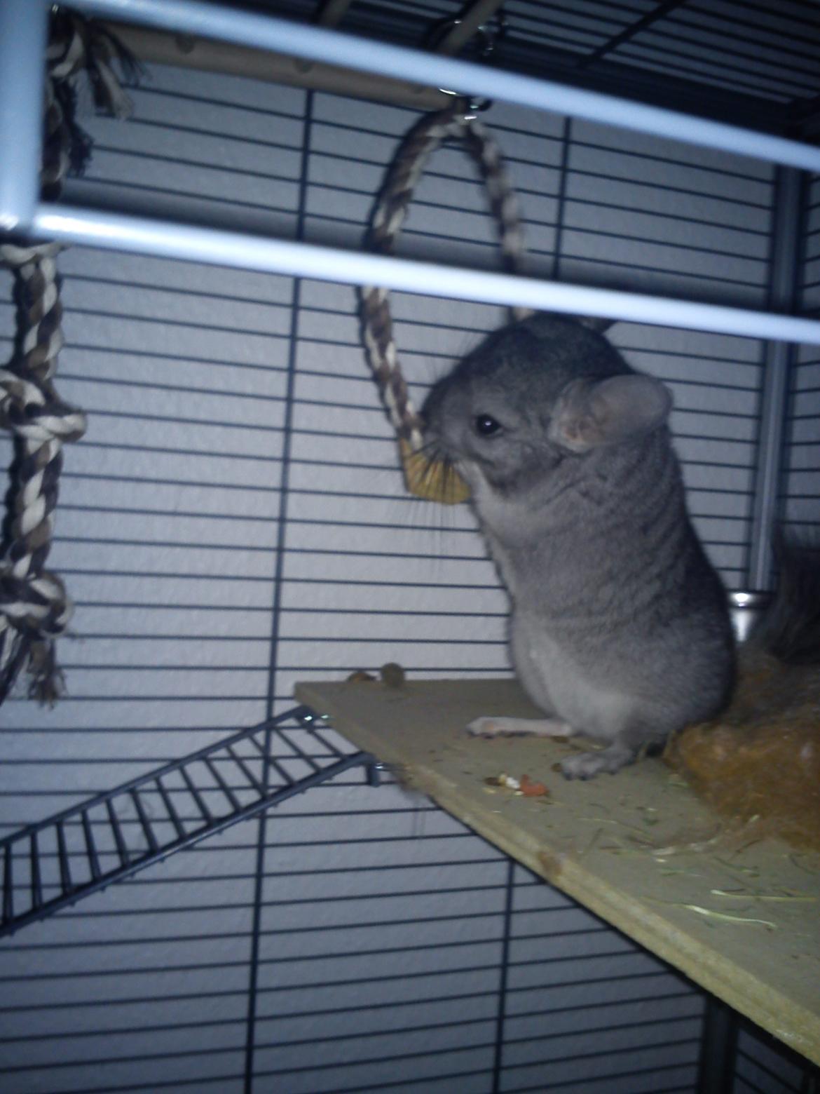 Chinchilla Rex billede 6