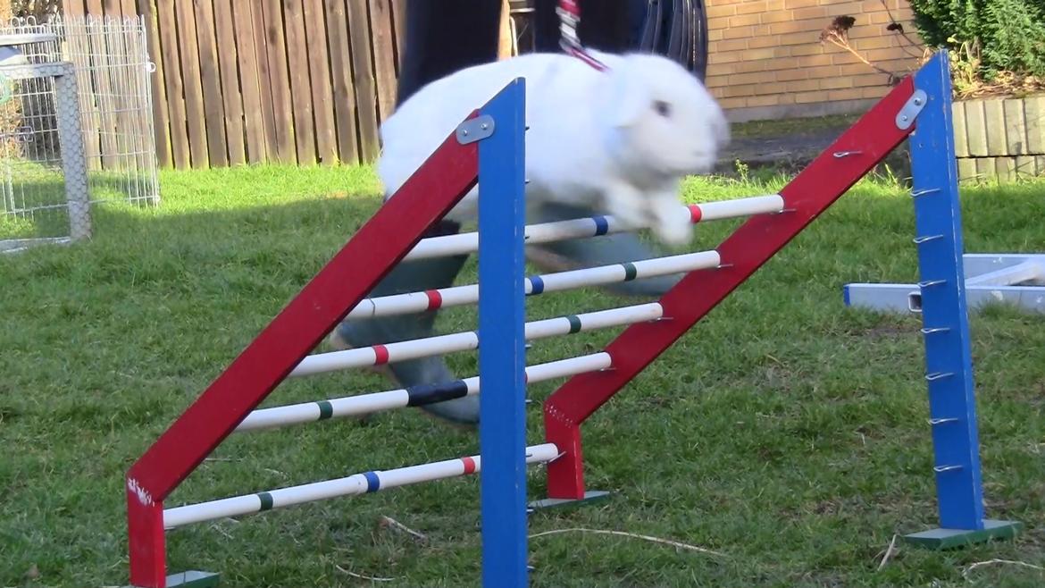 Kanin (DV) Bellissimo |Bellis| - Min lille nutte gris :* En goood dag :D :D :D  billede 20