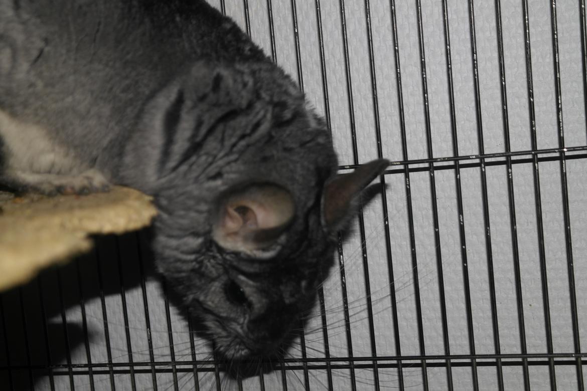 Chinchilla Bubbi billede 3