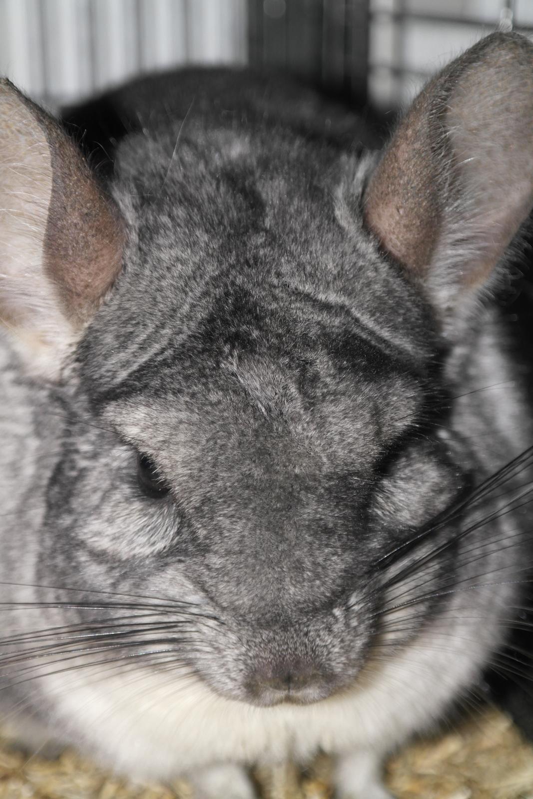 Chinchilla Bubbi billede 4
