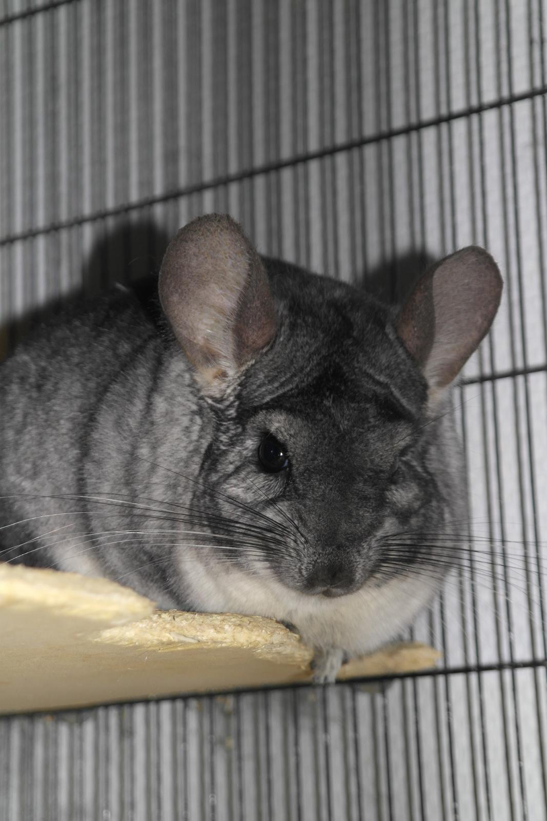 Chinchilla Bubbi billede 5