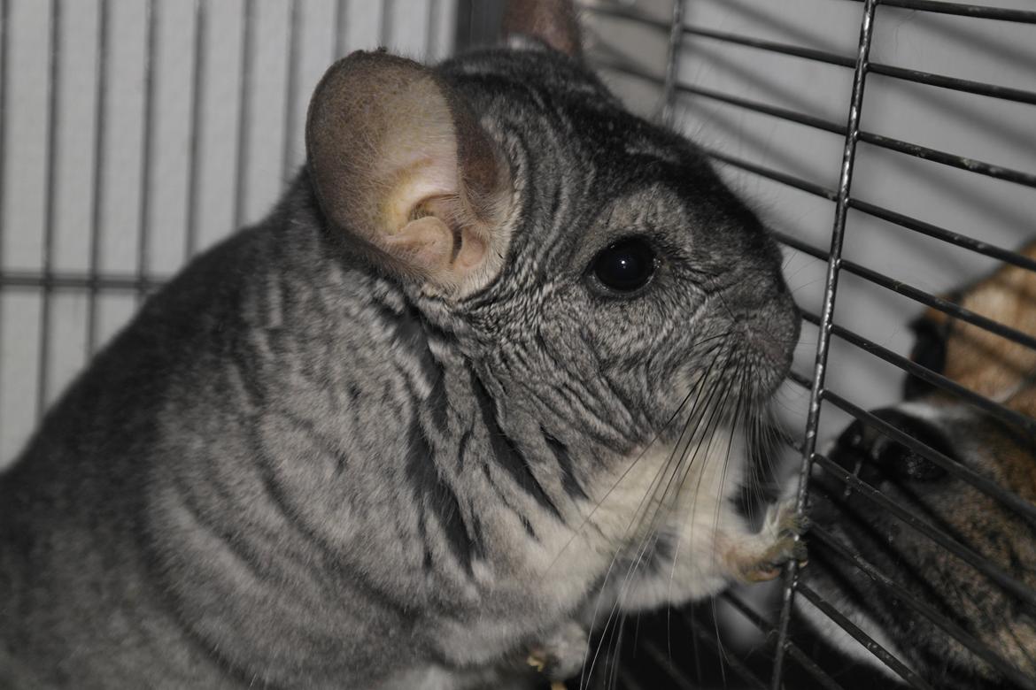 Chinchilla Bubbi billede 6