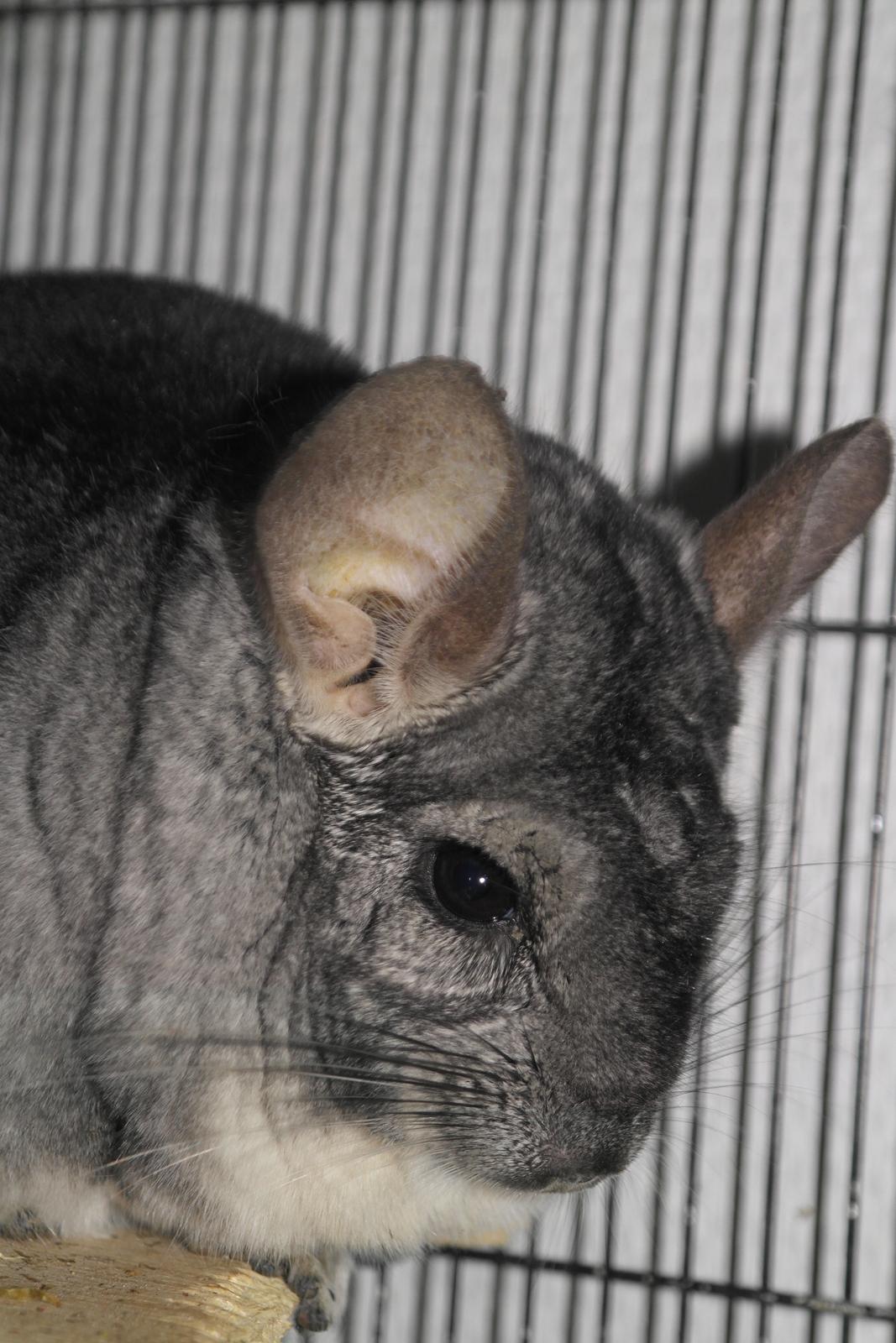 Chinchilla Bubbi billede 7