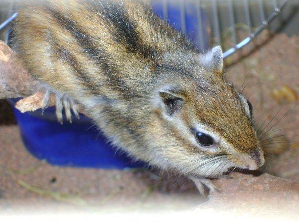 Jordegern Chipper - Han elsker sit hjul billede 2
