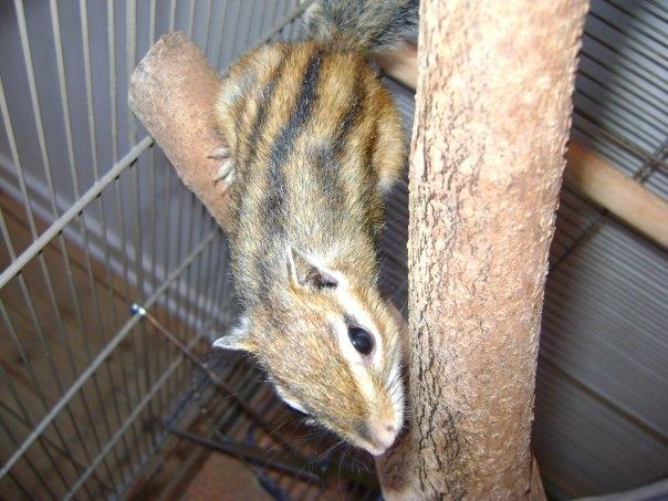 Jordegern Chipper - undre sig over hvad jeg laver. billede 1