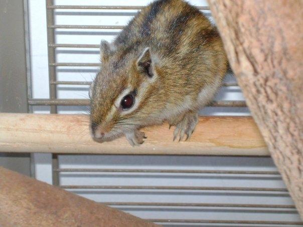 Jordegern Chipper - kigger på mig. billede 3