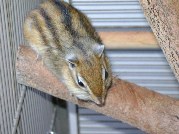 Jordegern Chipper - Bare et stenet øjeblik. billede 4
