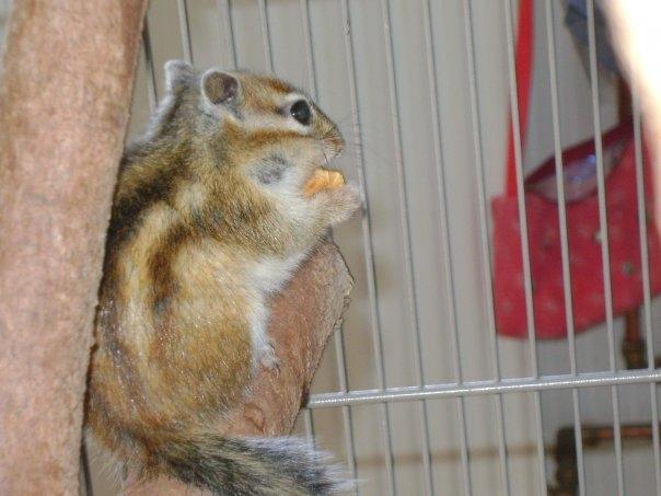 Jordegern Chipper - spiser majs billede 5