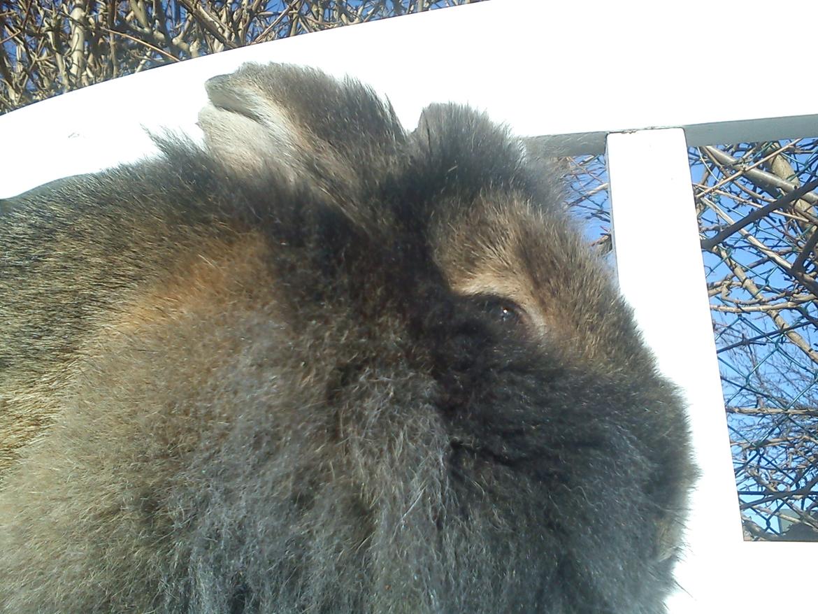 Kanin *Rikke&Sia / / Stald Jürs* Trunde billede 16