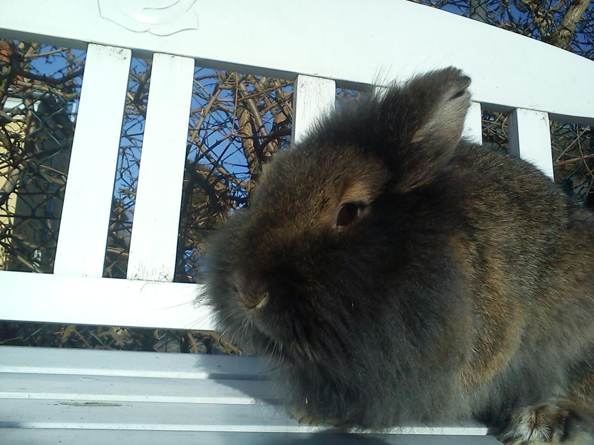 Kanin *Rikke&Sia / / Stald Jürs* Trunde billede 17