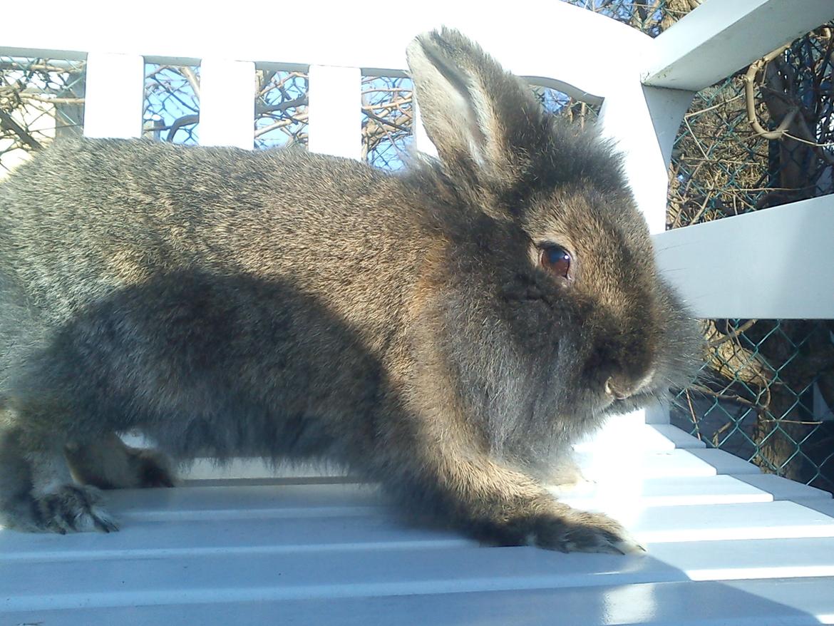 Kanin *Rikke&Sia / / Stald Jürs* Trunde billede 18