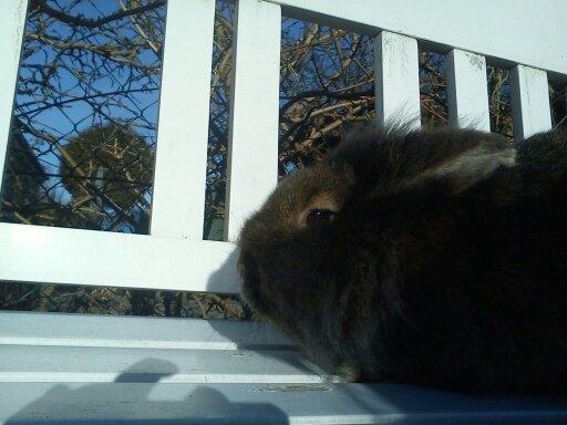 Kanin *Rikke&Sia / / Stald Jürs* Trunde billede 19