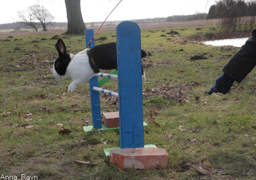 Kanin Mimrelunds Narbona Primero - Billede af: Anna Ravn billede 2