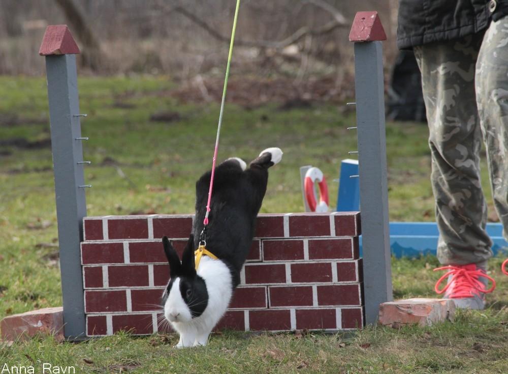 Kanin Mimrelunds Narbona Primero - Billede af: Anna Ravn billede 3