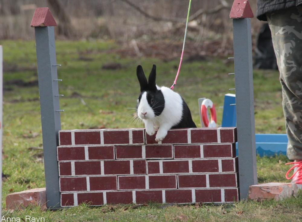 Kanin Mimrelunds Narbona Primero - Billede af: Anna Ravn billede 4