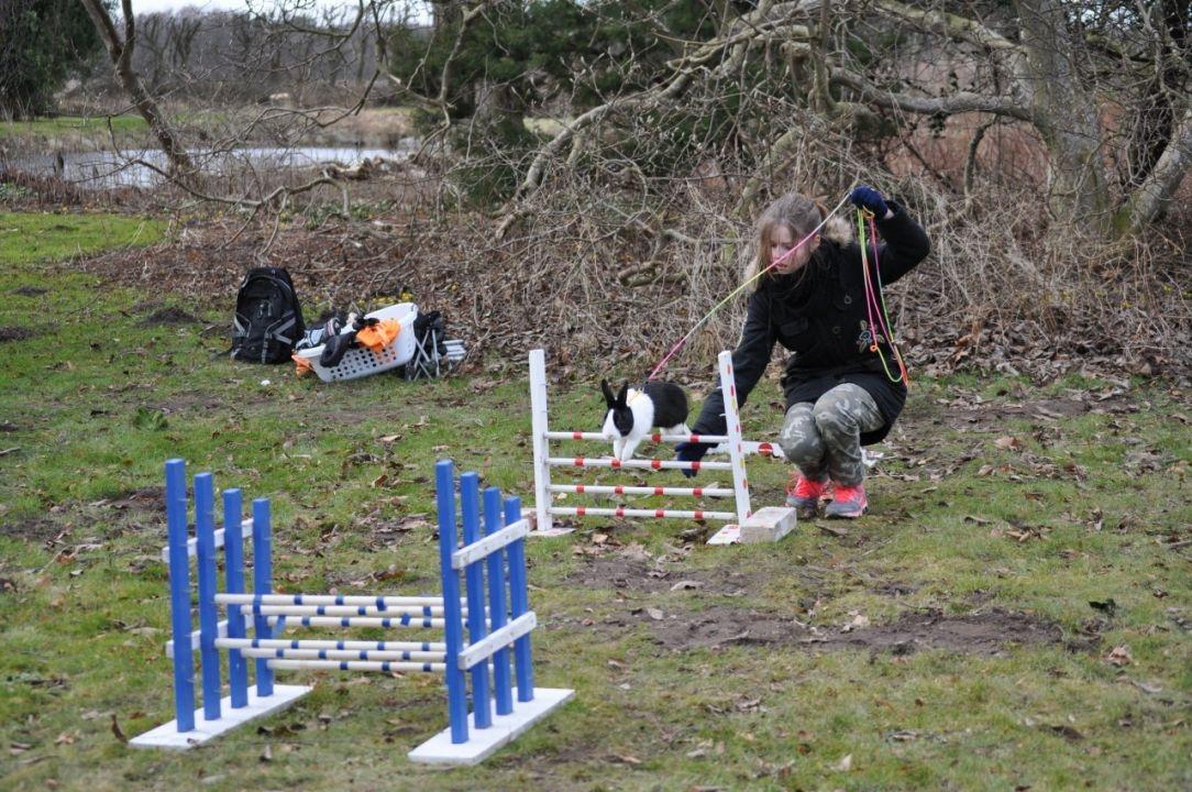 Kanin Mimrelunds Narbona Primero billede 5