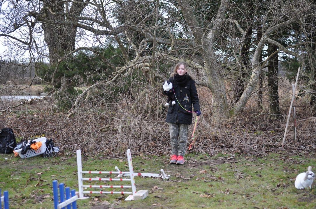 Kanin Mimrelunds Narbona Primero billede 6