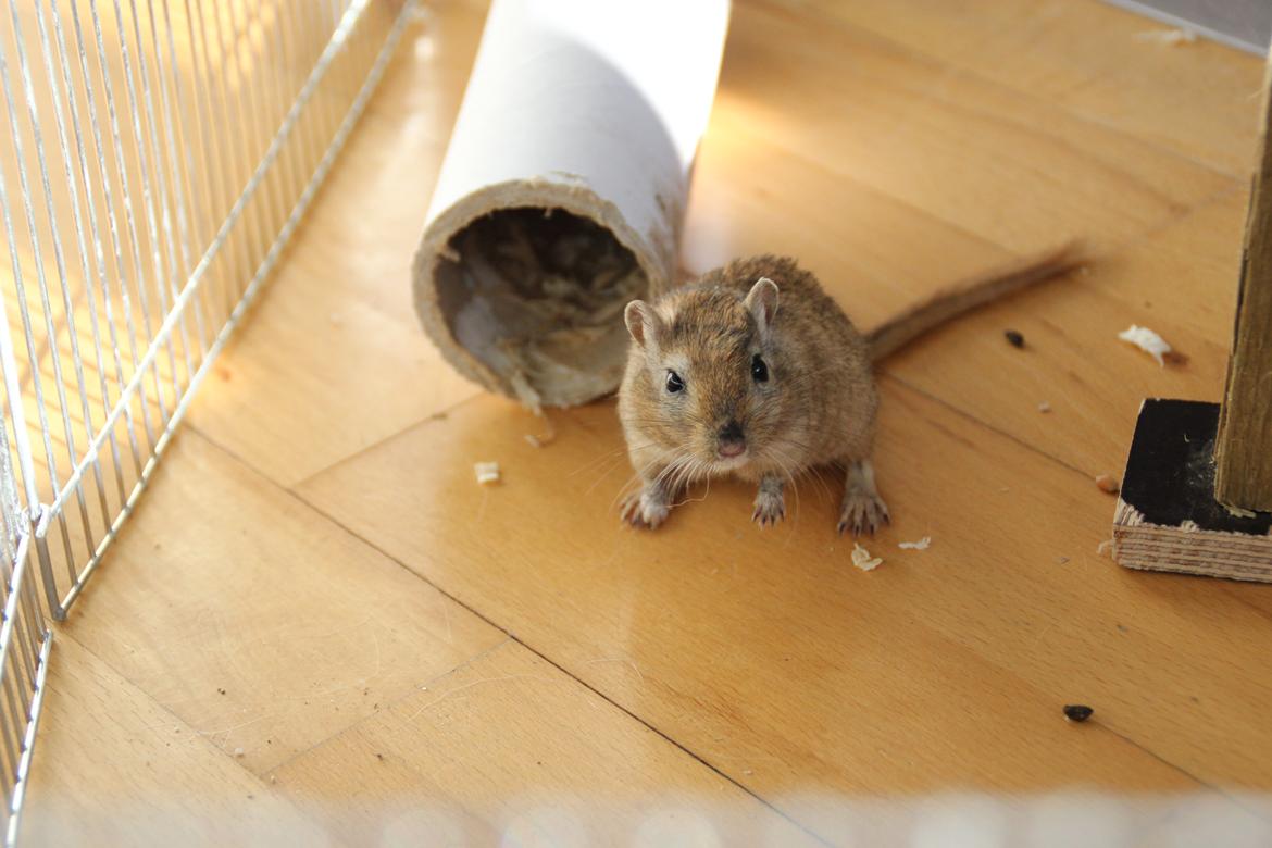 Ørkenrotte Chap billede 6