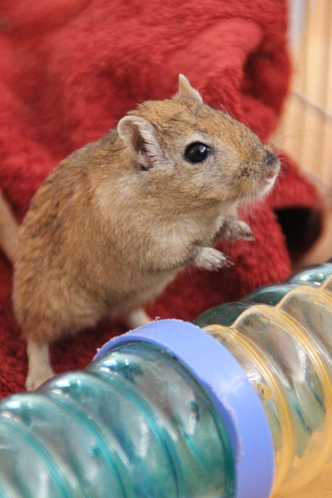 Ørkenrotte Chap billede 7