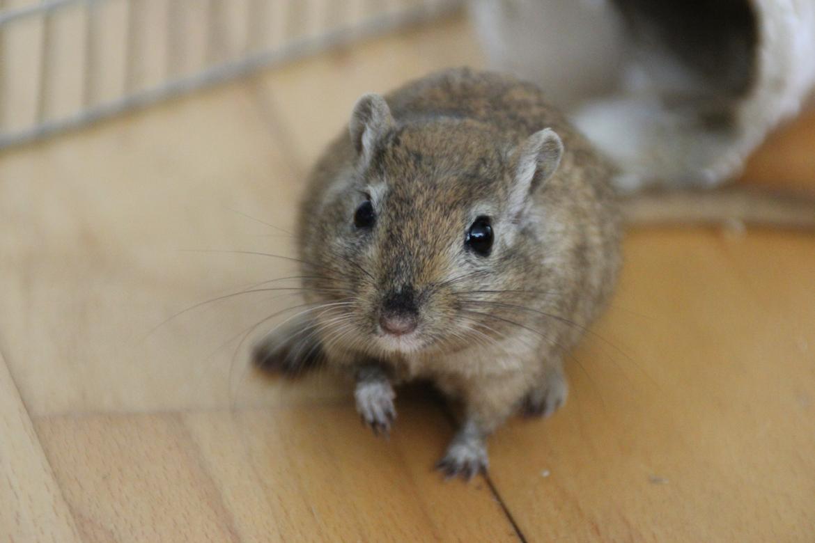 Ørkenrotte Chap billede 5