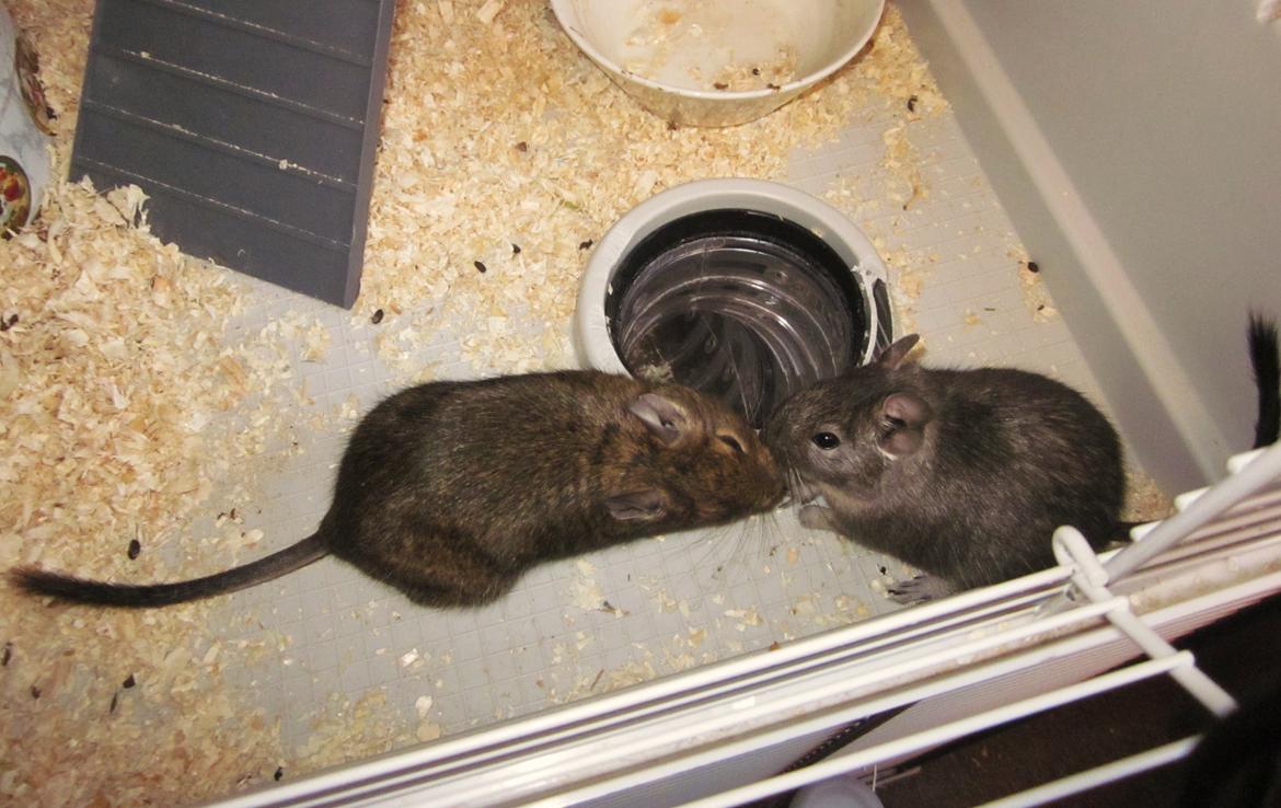 Degu Dolly - Nyt billede 2