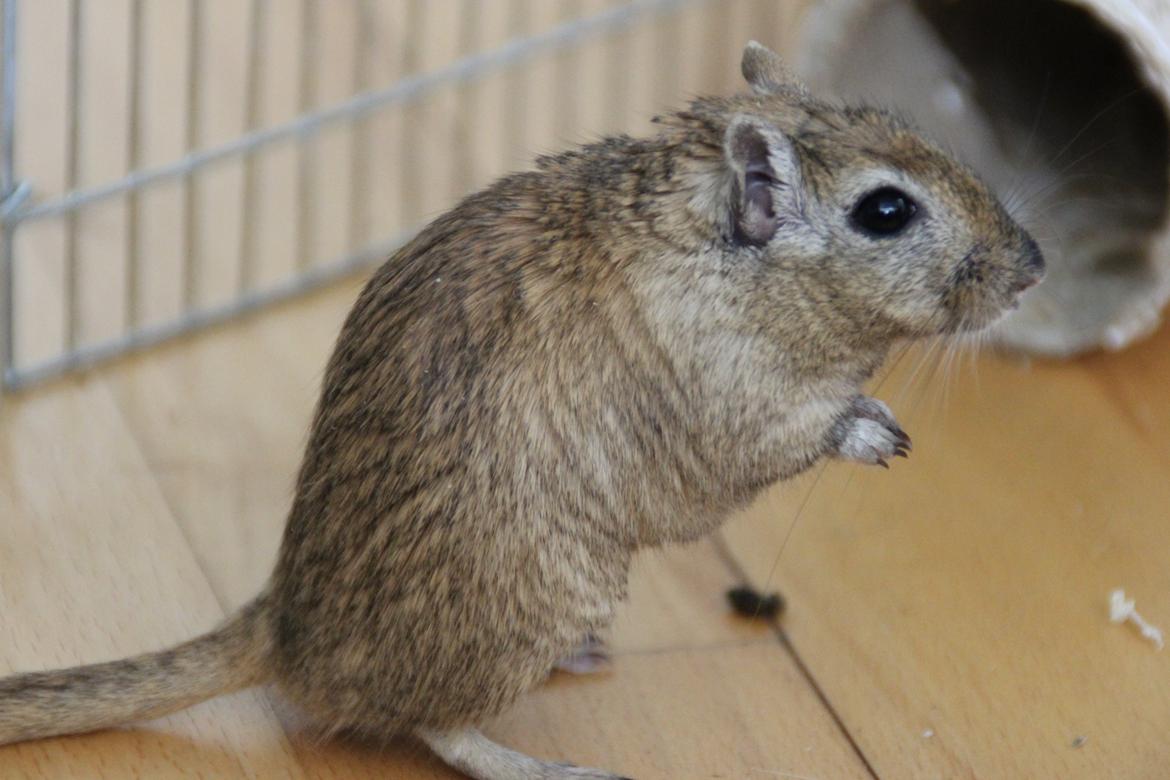 Ørkenrotte Chap billede 8