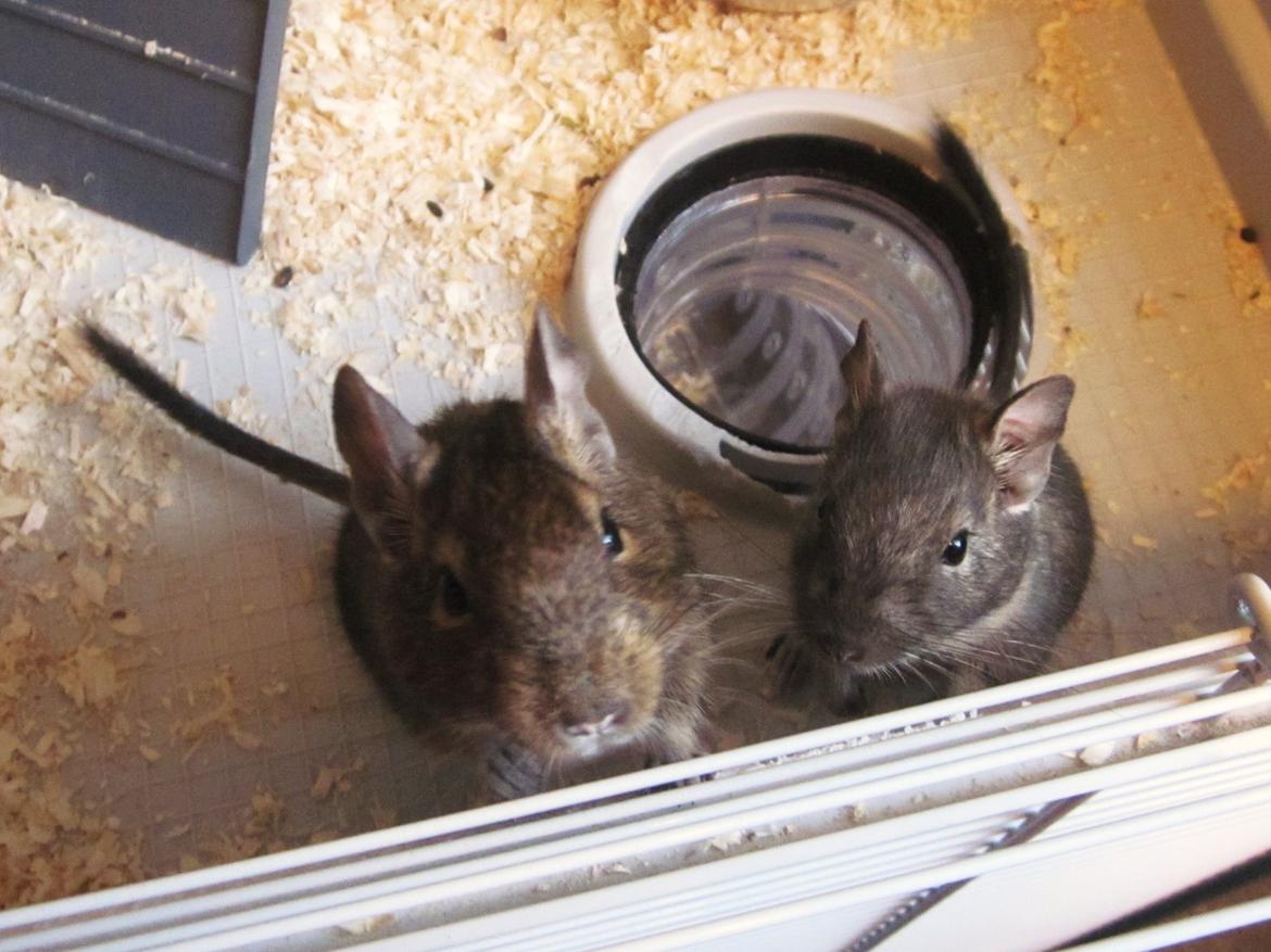 Degu Dolly - Nyt billede 3