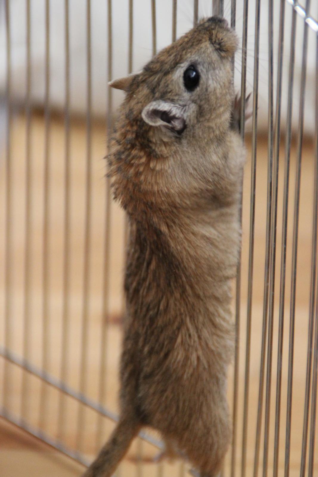Ørkenrotte Chap billede 9